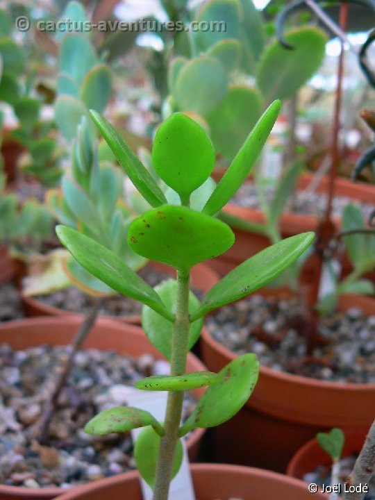 Kalanchoe bracteata nadyae P1210590